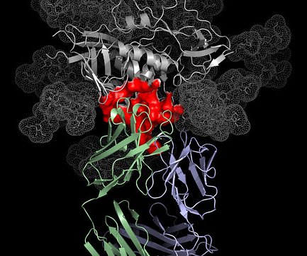 antibodies2